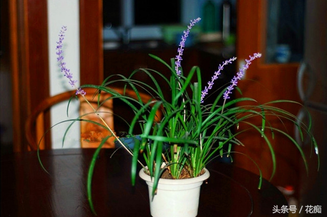 麦冬植物花卉,麦冬叶子像兰花