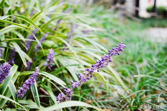 麦冬植物花卉,麦冬叶子像兰花