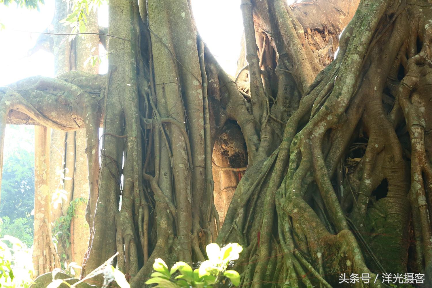 一棵树就覆盖一座国际标准足球场，这棵树是世界之最、华夏之王