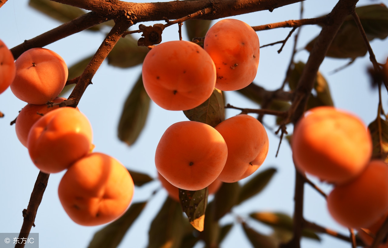 怎样快速去除柿子的涩味,怎样快速的去除涩柿子的涩味