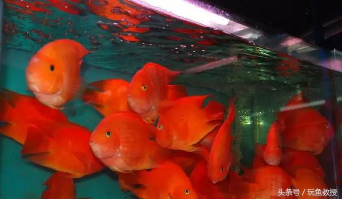 三种鱼能混养的原因有哪些,为什么不能与四种鱼混养