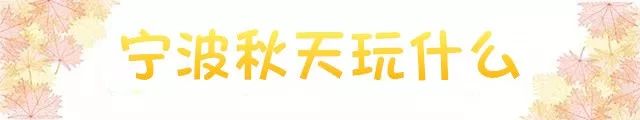 桂花香，残荷，银杏，宁波的秋天