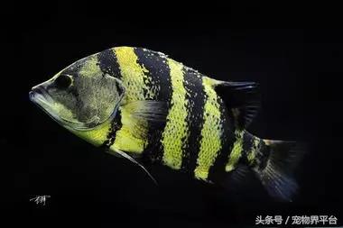 爬虎鱼种类,鰕虎鱼的种类