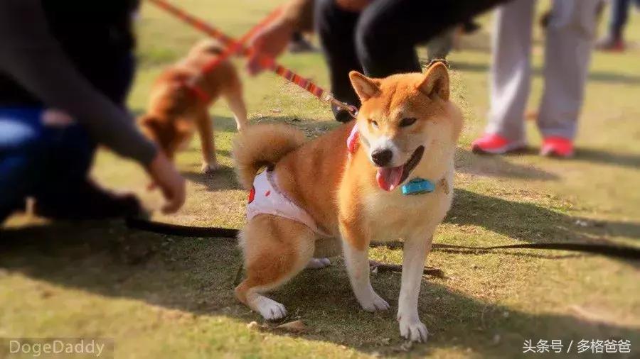 公边牧发情期可以做绝育手术吗,公犬发情期除了绝育还有什么办法