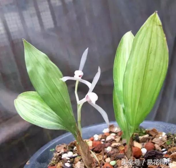 什么兰花叶子是兔耳兰,最值得推荐的寒兰兰花品种