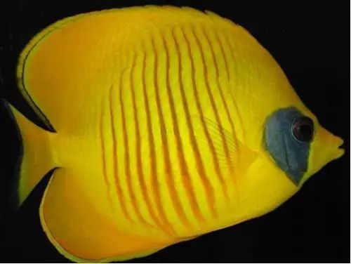 海洋海底小百科,海洋小百科海洋生物