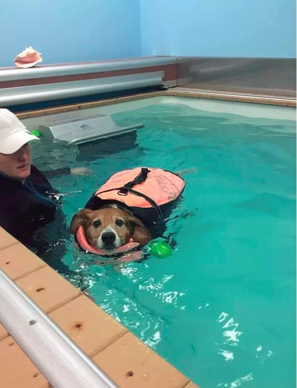 小心！这九大致死原因很容易从铲屎官手上掳走狗子！