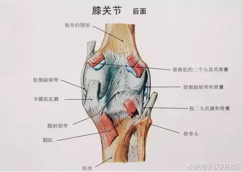 半月板受伤后就成废人了,半月板受伤了可以彻底恢复吗