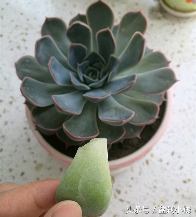 养多肉养出青苔怎么办,养多肉生根后的态势