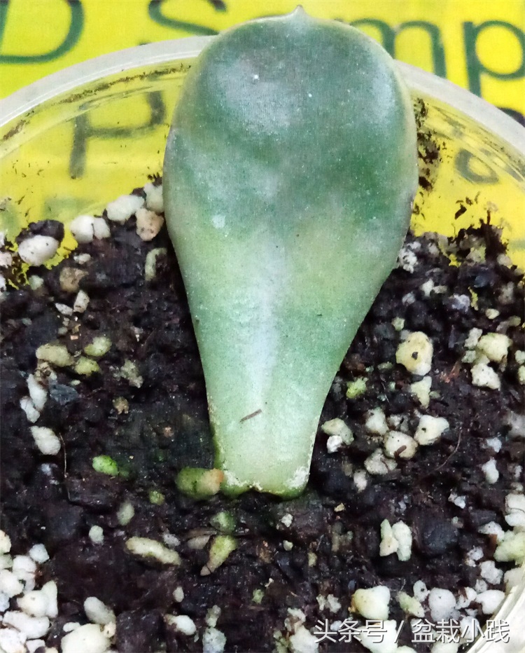 养多肉养出青苔怎么办,养多肉生根后的态势