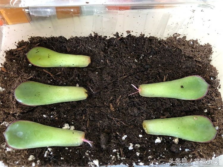 养多肉养出青苔怎么办,养多肉生根后的态势