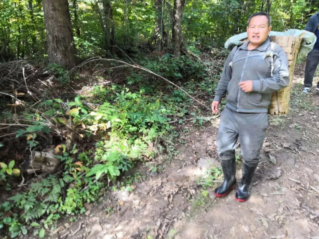 长白山人参干货安心购,4.99元吉林长白山鲜人参