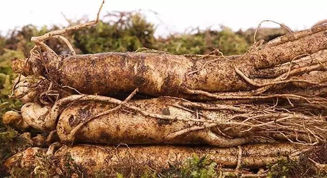 长白山人参干货安心购,4.99元吉林长白山鲜人参