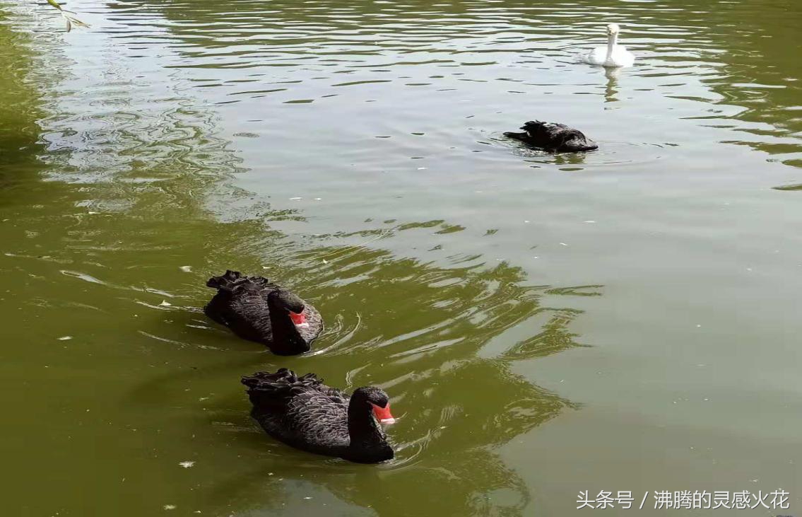 假期游玩郑州动物园,国庆郑州动物园