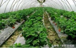草莓高产栽培全程的17大核心问题，你能解决哪几个？深喉揭秘！