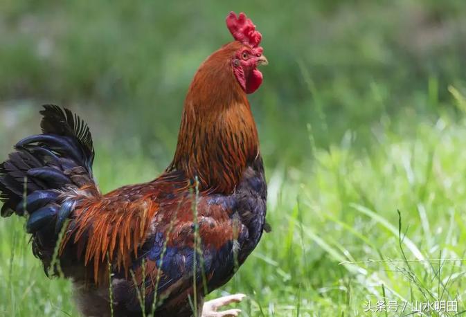 「大吉大利今晚吃鸡」草原红玉鸡草原散养180天吃一口忘不掉