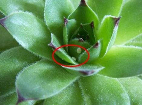 多肉白色的虫子怎么消灭,冬天多肉长白色的小虫子怎么办