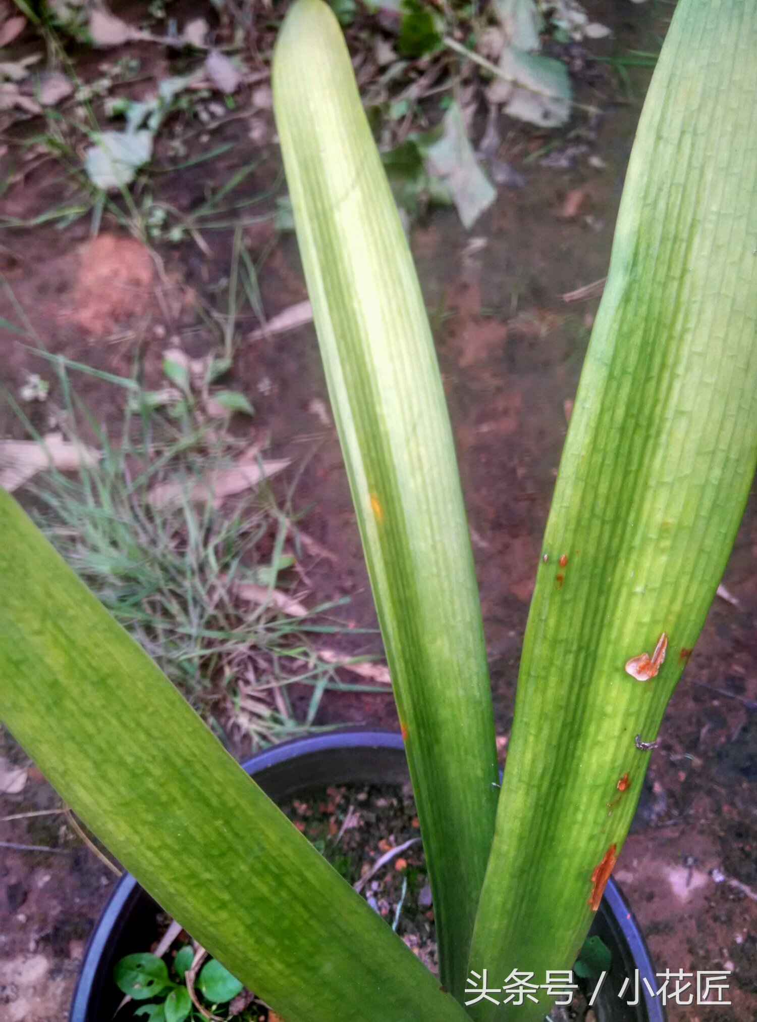 君子兰黄叶烂叶该怎么补救,君子兰烂叶像水烫了怎么办