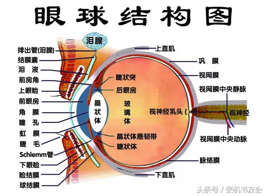 眼睛刮痧穴位的正确手法完整版,中医头部刮痧手法
