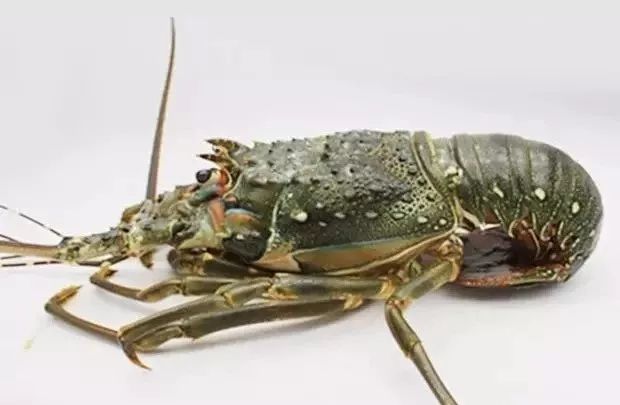 南宁附近海鲜自助餐厅推荐100以下,南宁美食配送预订