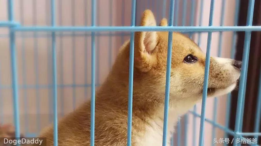 犬舍买狗需要关注什么问题和细节,买幼犬要关注哪些