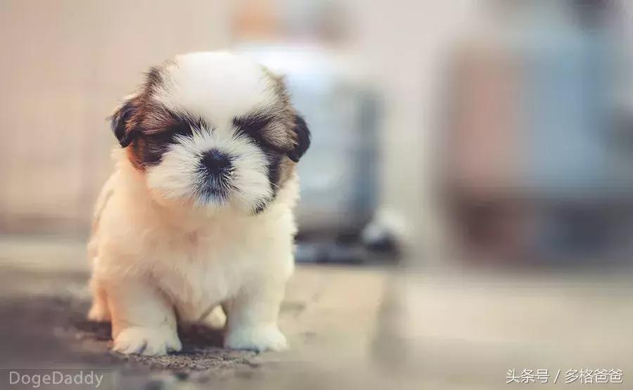 犬舍买狗需要关注什么问题和细节,买幼犬要关注哪些