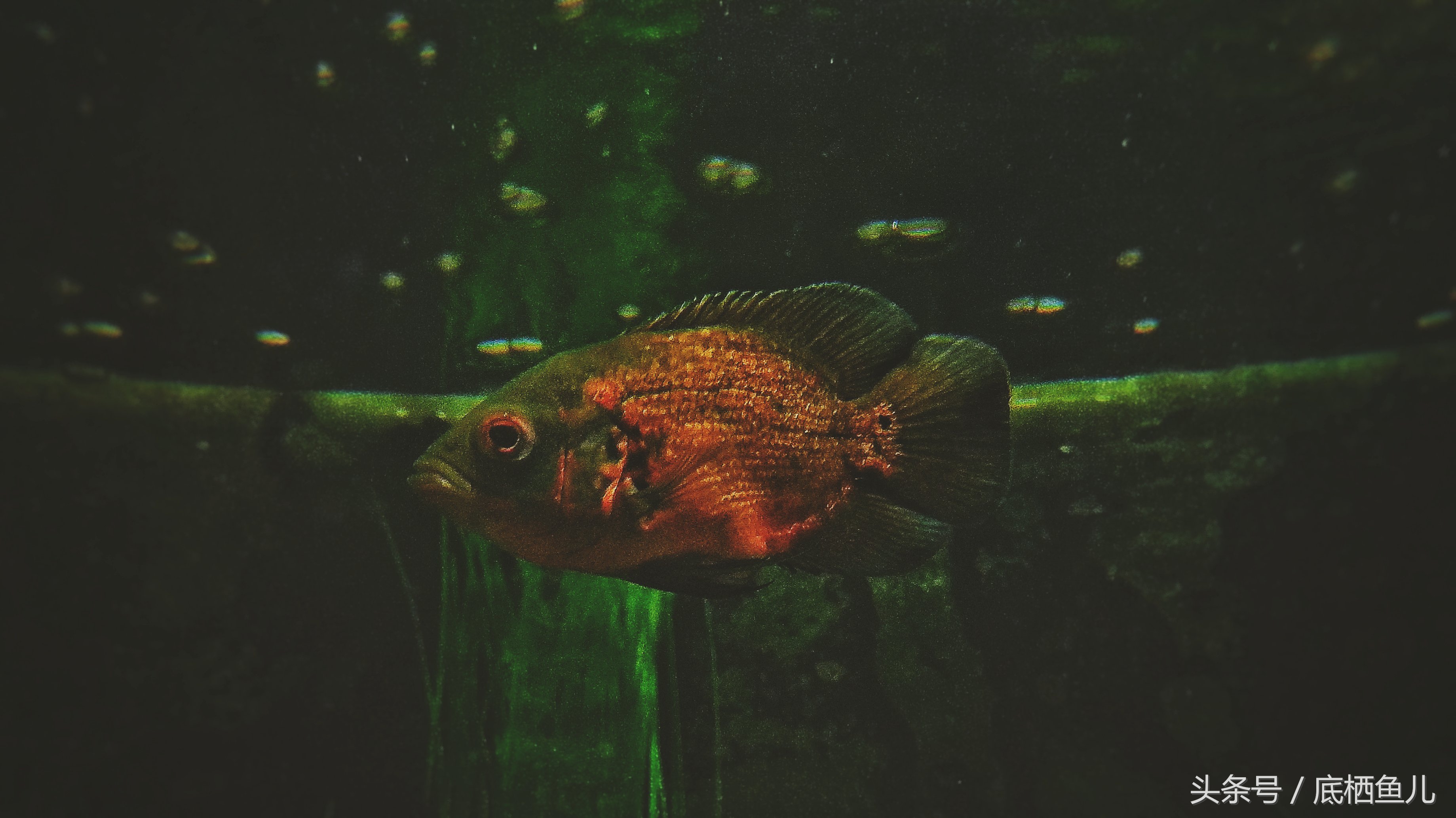 地图鱼的饲养方法与关注事项,地图鱼饲养关注事项大全