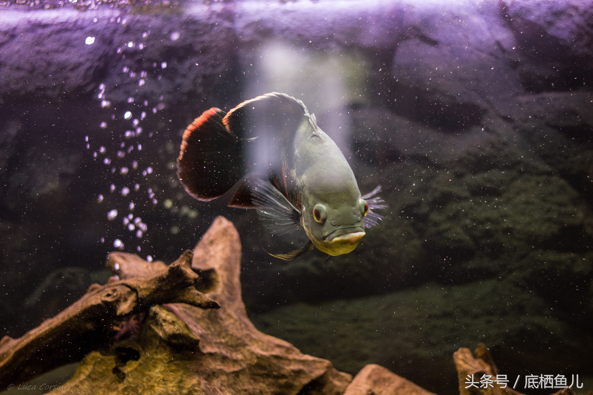 地图鱼的饲养方法与关注事项,地图鱼饲养关注事项大全