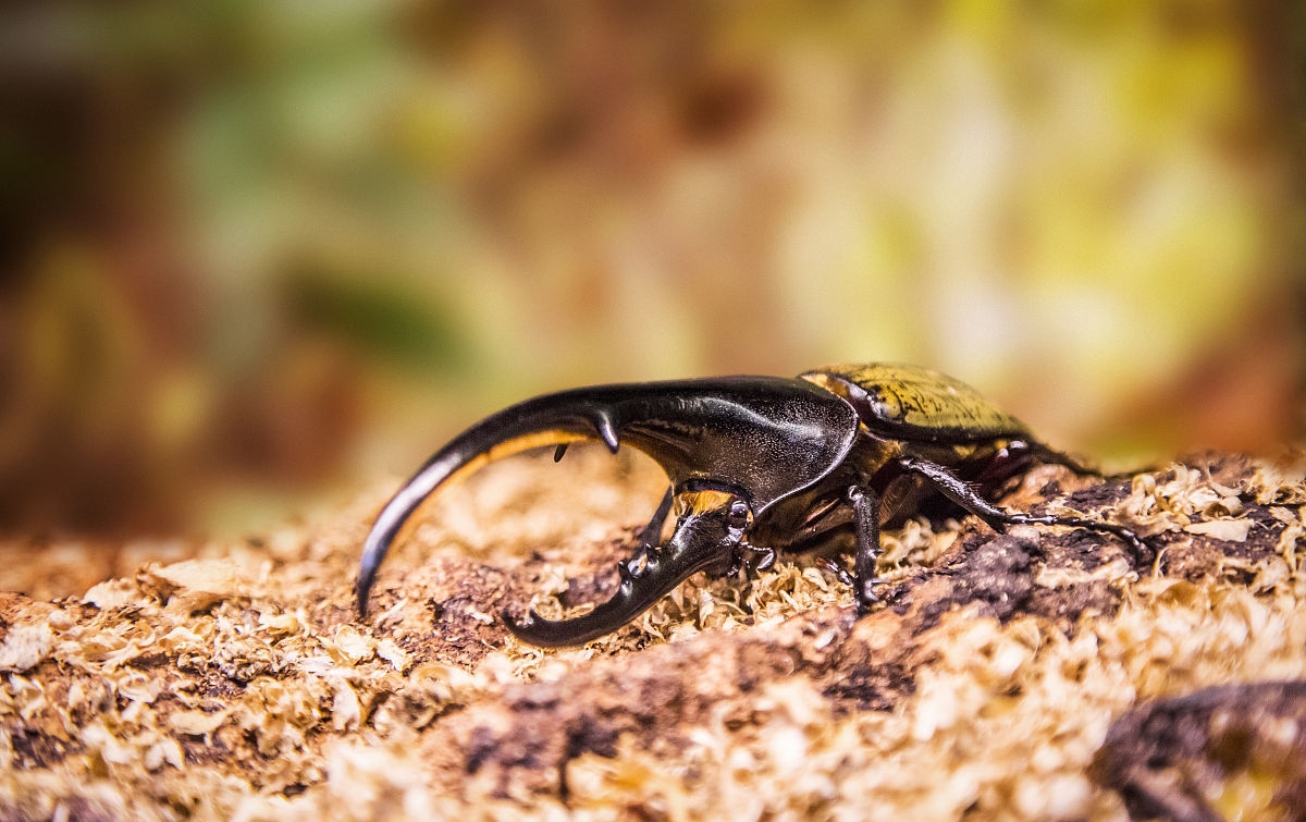 外来入侵物种长戟大兜虫,长戟大兜虫饲养方法