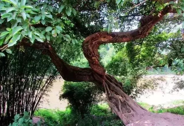 不输西安，媲美洛阳，乐山这个地方被人遗忘却美了千年