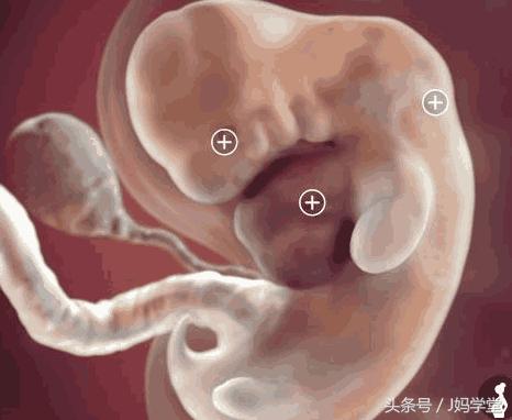 怀孕7周胎儿发育情况如何,怀孕七个月胎儿发育