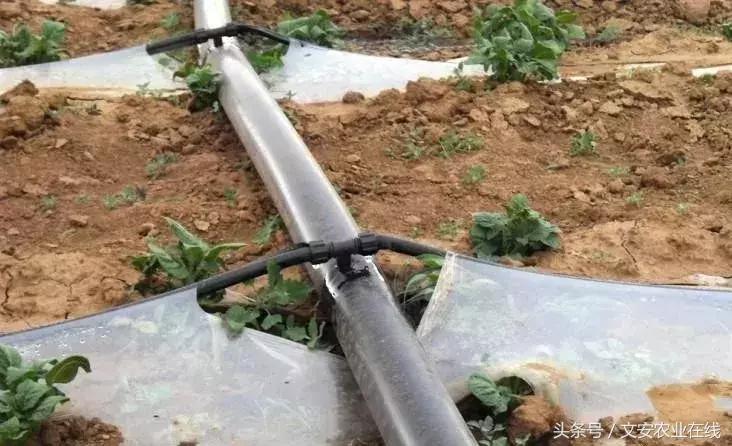 滴灌堵塞解决方法,滴灌堵了怎么办