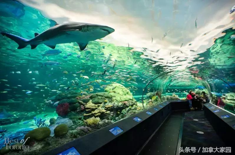 一男子跳进鲨鱼池,美国一男子跳进水族馆鱼缸