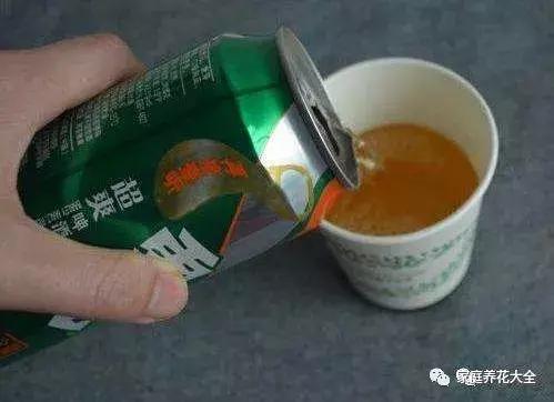 绿萝吊兰爬墙用什么,绿萝吊兰怎么爬墙图解