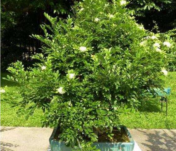 九里香的养殖方法和忌讳,九里香好不好养耐不耐寒呀