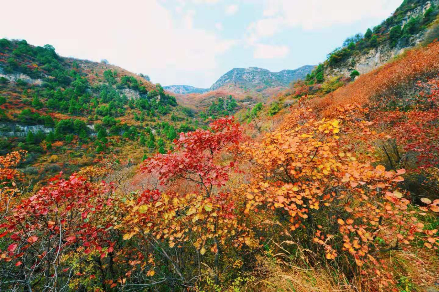 邢台云梦山“红叶节”开启！上万亩黄栌、五角枫勾勒太行山独特美景
