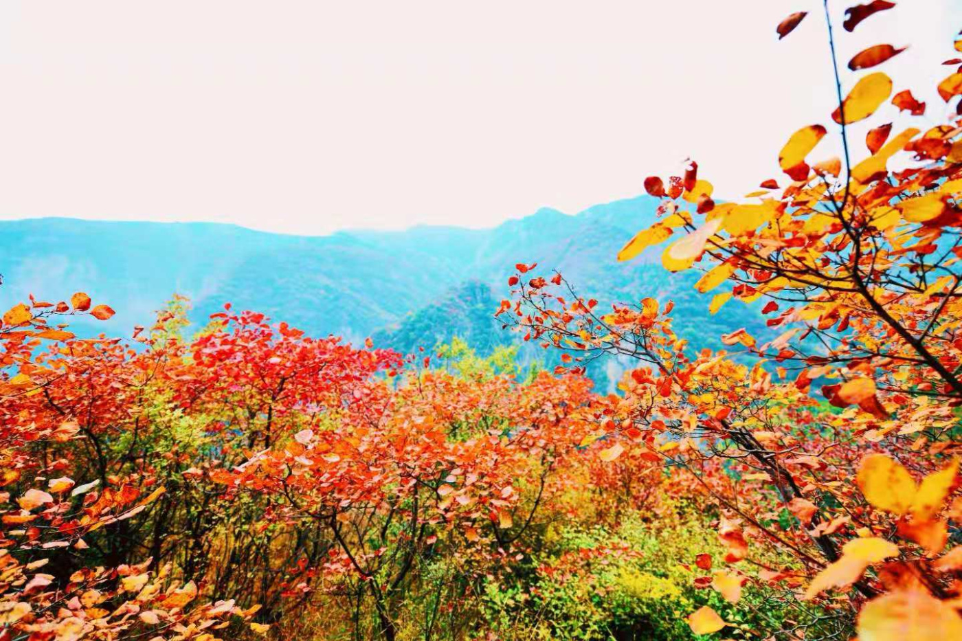 邢台云梦山“红叶节”开启！上万亩黄栌、五角枫勾勒太行山独特美景
