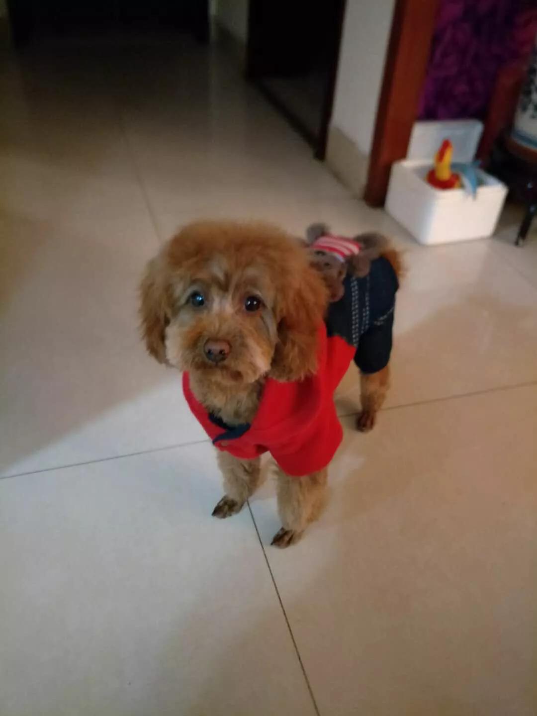 铲屎官必知的6个狗狗喂养好习惯,铲屎官请关注什么