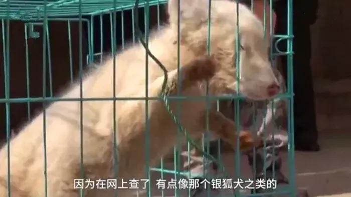 小白狐私闯大院被抓，误当成银狐犬饲养，最后无奈与兵哥哥道别！