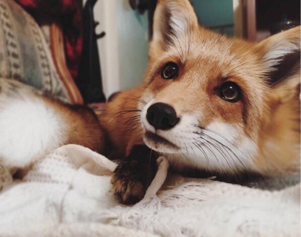 小白狐私闯大院被抓，误当成银狐犬饲养，最后无奈与兵哥哥道别！