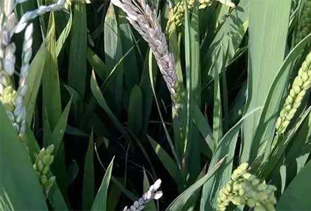 水稻白穗和空瘪粒是什么原因导致的？该如何预防和防治？
