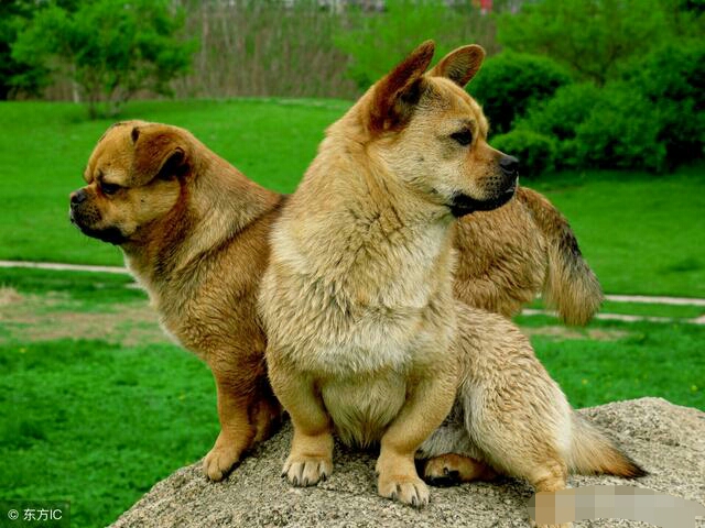 农村养什么狗不会被偷狗贼,农村土狗被偷了犯法吗可以报警吗