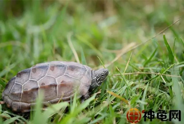 龟龟冬眠需要准备什么,室外龟池冬眠深水还是浅水