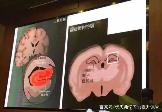 脑科学专家说如何发掘大脑潜能,脑科学家讲座视频