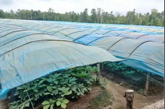 长白山鲜人参的正确吃法和功效,99%的人都没吃过的长白山鲜人参