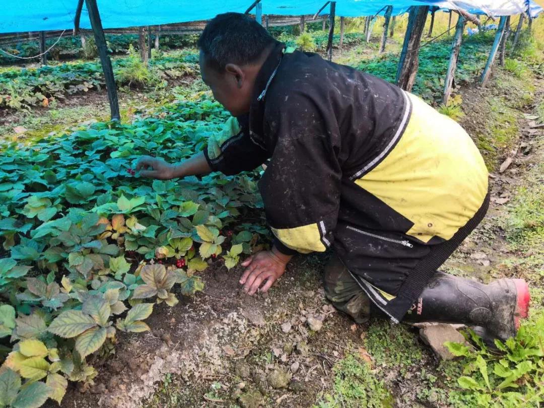 长白山鲜人参的正确吃法和功效,99%的人都没吃过的长白山鲜人参