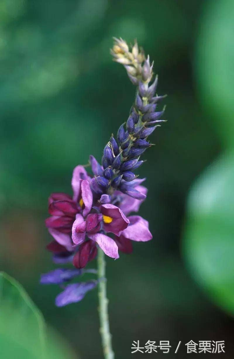 日本瘦腰腹的产品,日本瘦腹产品