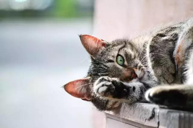 猫咪怕水怎么清耳螨,猫咪怕水怎么脱敏