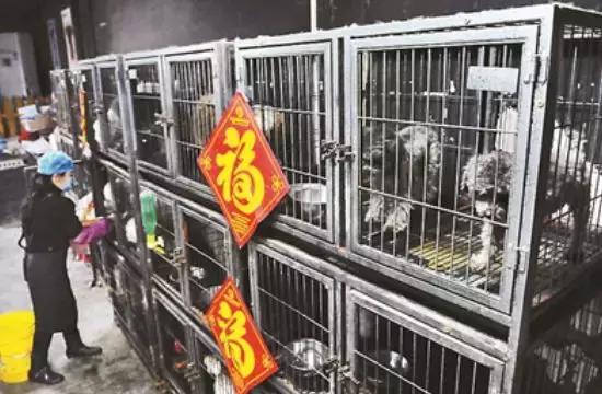 宠物寄养四大关注事项,宠物寄养关注事项和禁忌