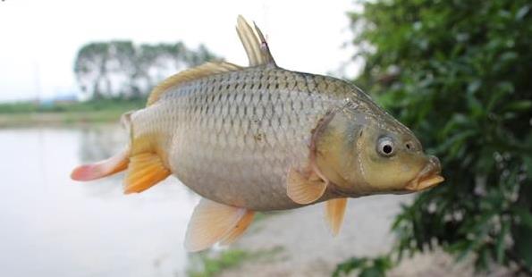 钓鱼钓了一条40斤的大鲫鱼,钓鱼钓了十斤的大鱼